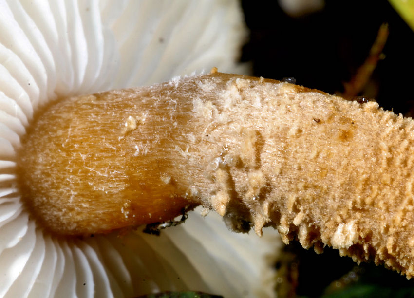 Funghi del Trentino